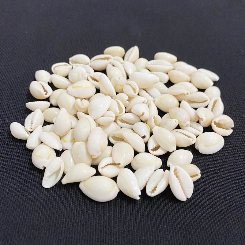 天然小海螺贝壳 金边贝 手工DIY羽毛墙壁挂饰配饰材料装饰工艺品