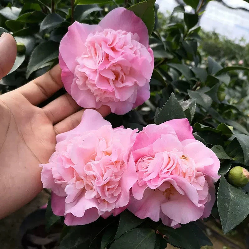 浓香妃茶花盆栽绿植室内外花卉易活四季开花耐寒带花