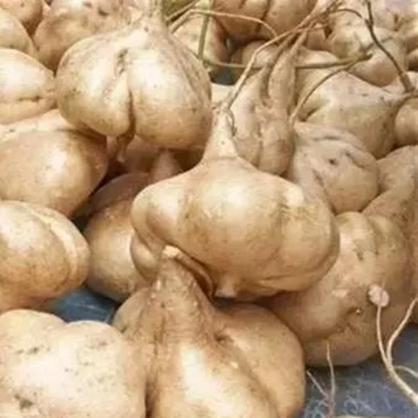 河南固始特产地瓜默认3斤包邮新鲜现挖白地瓜当季蔬菜水果