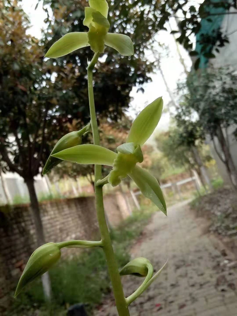 蕙兰嫩绿大花素心，直播间拍草链接