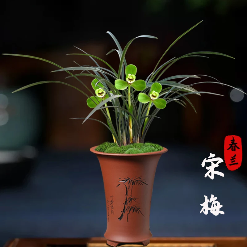 春兰老八种 宋梅 梅瓣经典代表兰花苗浓香好养室内花卉绿植盆栽