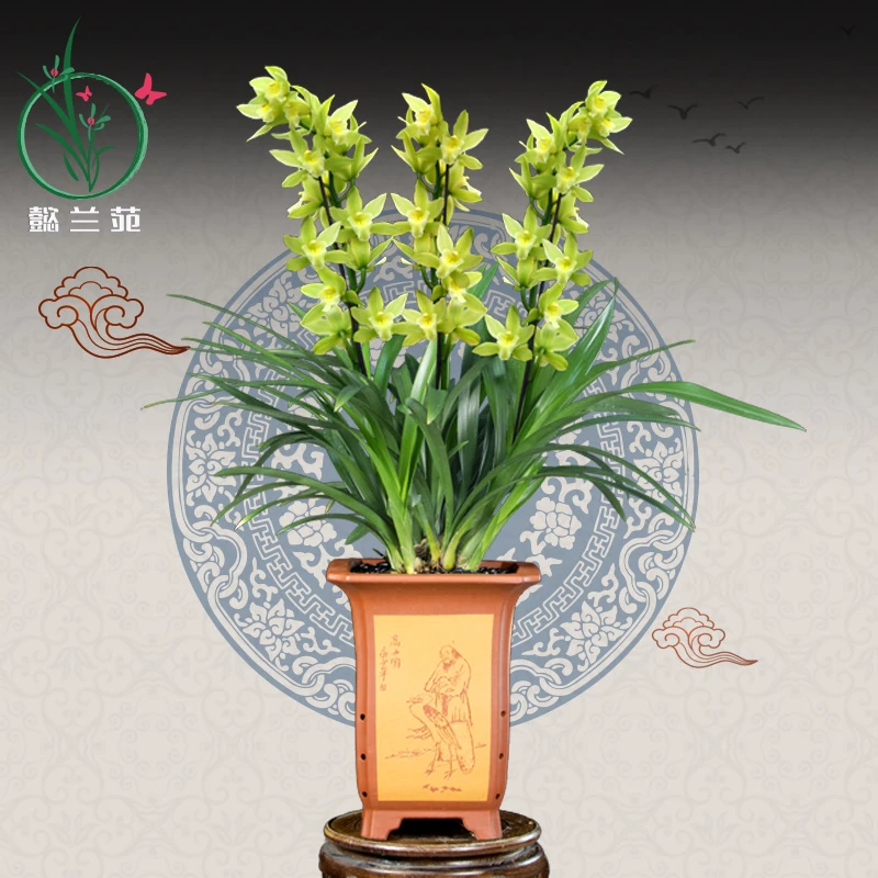 直播间蕙兰-绿翡翠-清香型-花期 春节前后庭院阳台客厅美观大气