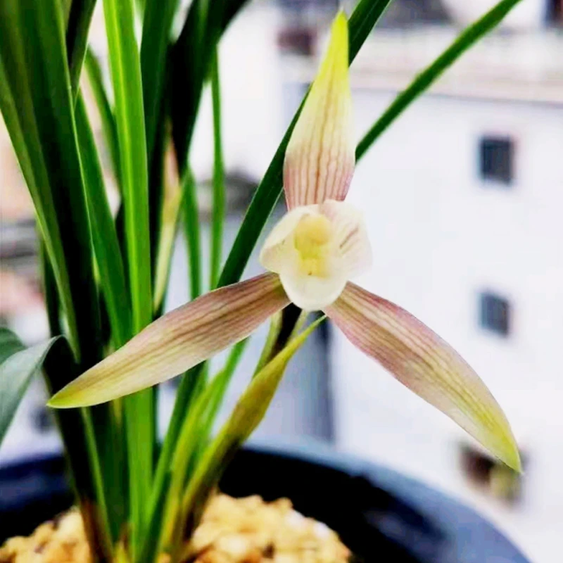 兰花带花苞细叶素 雅春节开花 浓香飘逸春兰一月份好养活盆栽