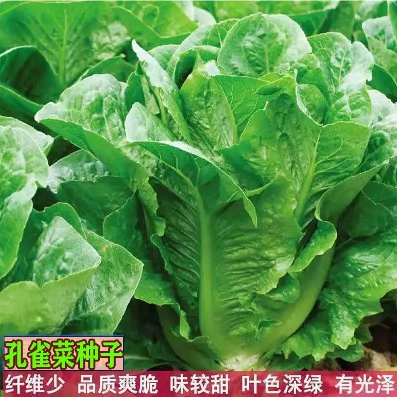 孔雀菜种子四季种生吃脆甜高营养直立生菜种子盆栽大田沙拉生菜