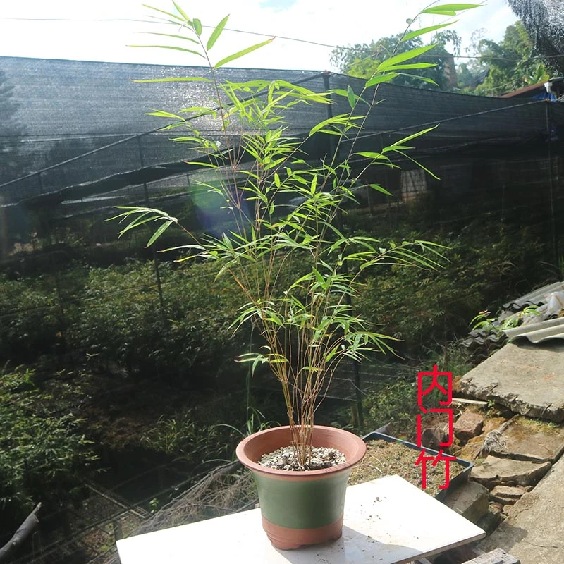 内门竹桌面绿植书房庭院阳台植物办公室竹子盆栽室内