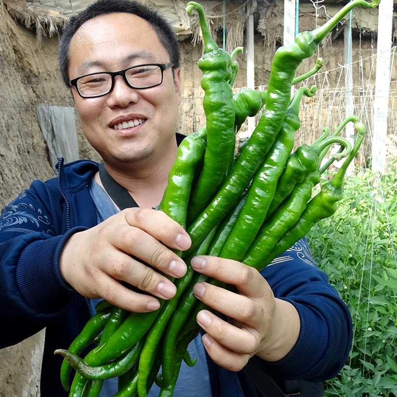 8819线椒种籽 超长 辣椒种孑香辣 辣椒种籽 四季 辣椒籽种超辣