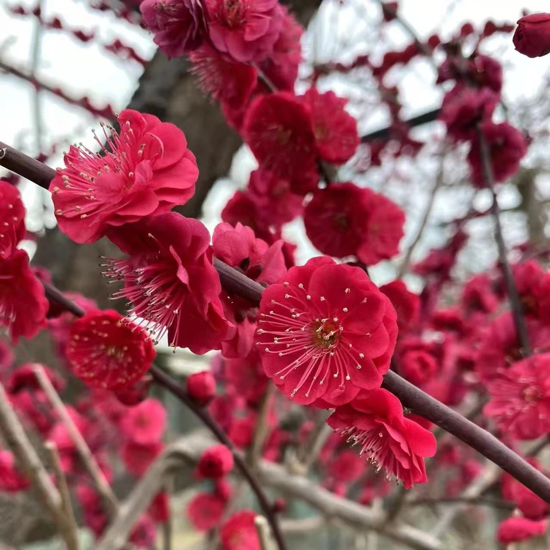 直播间用的链接盆景花卉