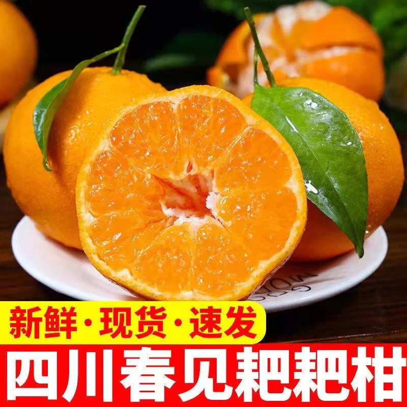 （坏果包赔 ）四川春见耙耙柑现采现发净重2斤装
