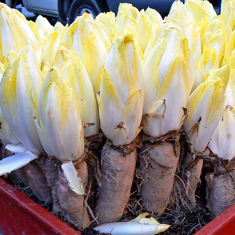 菊苣种子播种菜籽盆栽种籽蔬菜种春季美观简单耐寒温室种植