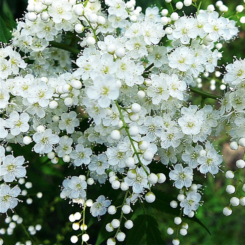 阳台观花耐寒喷雪花苗盆栽珍珠梅大苗多花雪柳垂吊花卉室外绿植物
