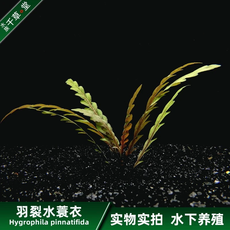 千草堂水族水草缸鱼缸装饰造景后景草坨草淡水活体植物羽裂水蓑衣