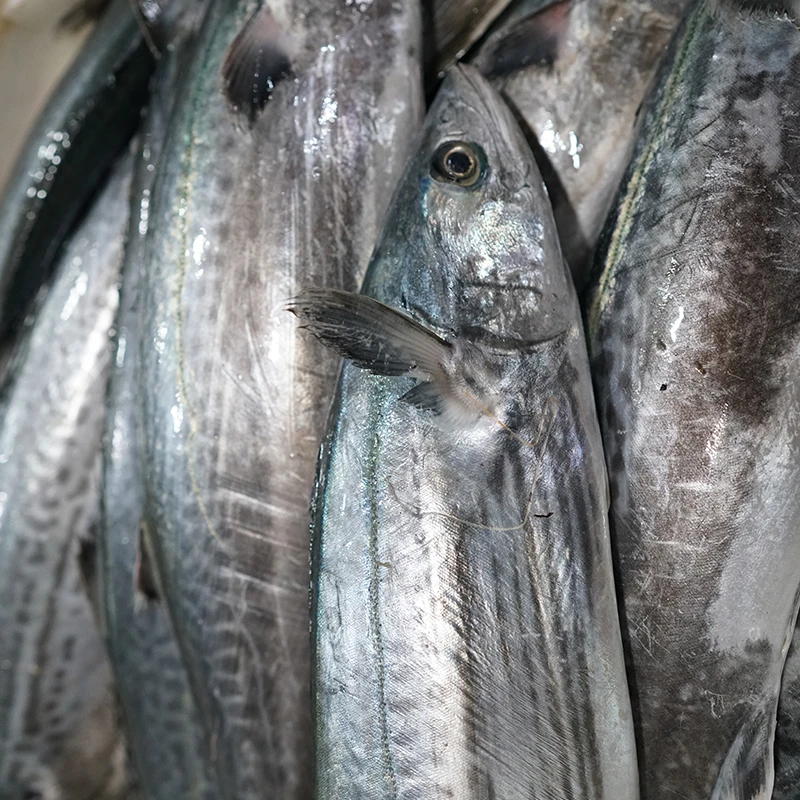 【莫小鱼现称瑕疵马鲛鱼】石浦海鲜本地马鲛鱼（容易跑刺介意勿拍）