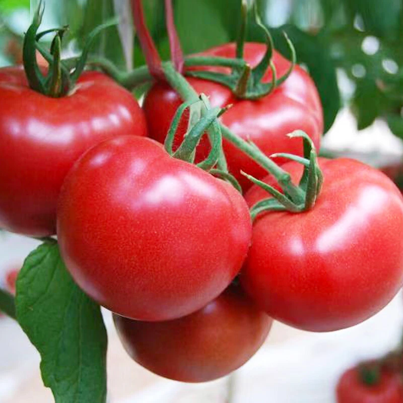 普罗旺斯大粉番茄种子【小时候的味道】