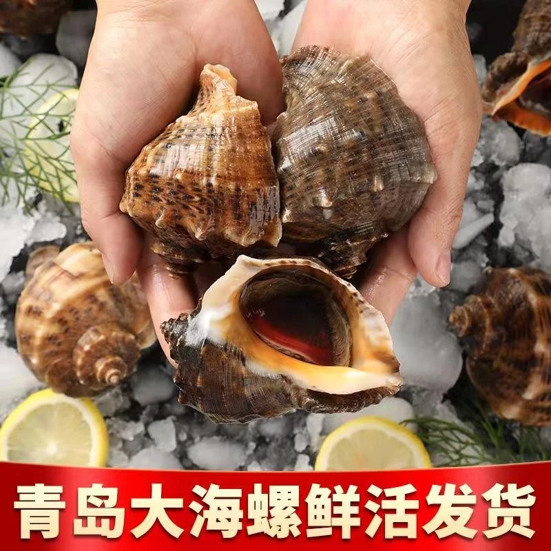 海螺鲜活超大海螺特大贝壳类海鲜水产新鲜青岛特产海捕螺3斤包邮