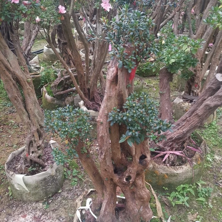 紫花杜鹃盆景老桩绿植花卉一物一拍（不包邮）