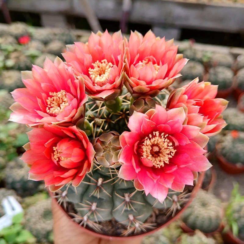 绯花玉仙人球 支持一物一拍