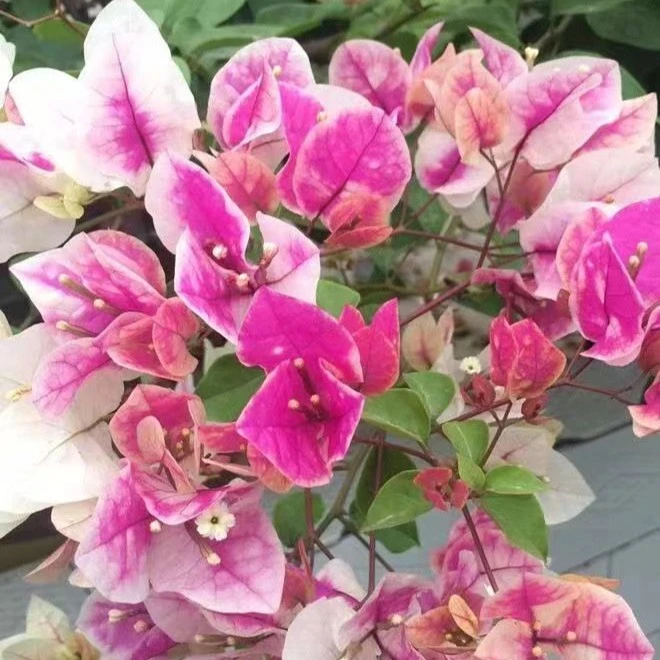 三角梅带花盆栽大苗老桩四季花卉漳红缨发货爬藤重瓣云南紫盆景