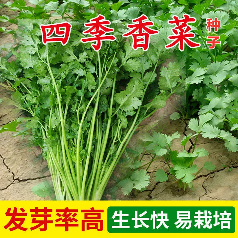 四季香菜种子阳台室内花卉花盆栽香菜蔬菜种子四季高产易种香菜籽