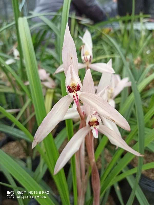 兰花观赏植物绿植花卉年宵花兰花盆景草