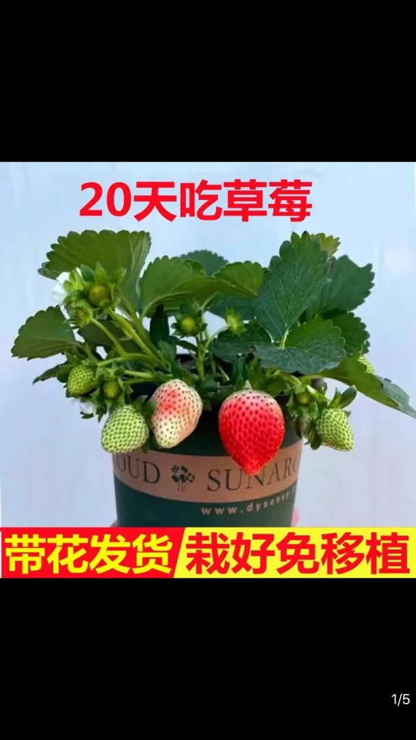 草莓盆栽带花带果奶油草莓当年结果原土原盆发货室内阳台还养活