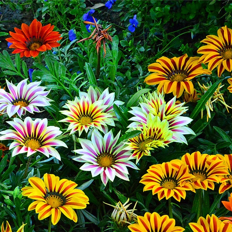 进口四季开花勋章菊花种子花种子