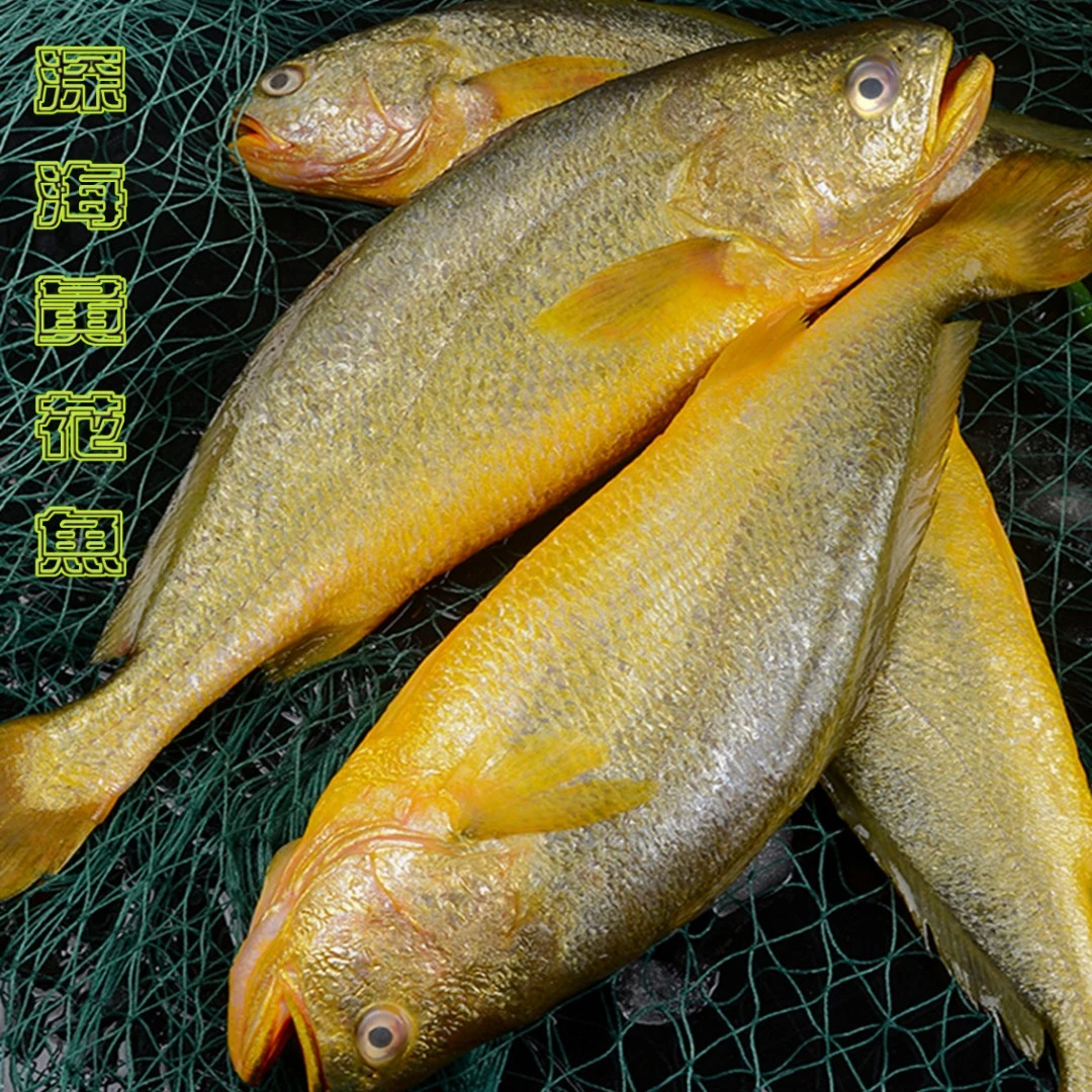 （顺丰包邮）宁德霞浦大黄鱼深海黄花鱼450g-490g/条(4条)多仓发货