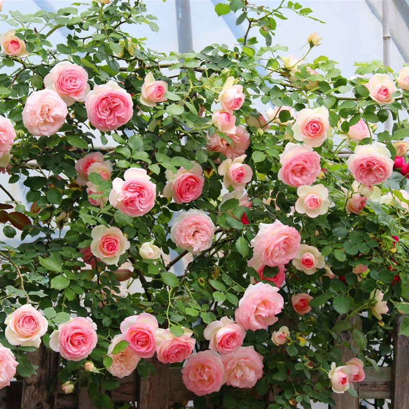 龙沙宝石粉色爬藤月季花苗庭院阳台藤本植物玫瑰花朵花苗春季