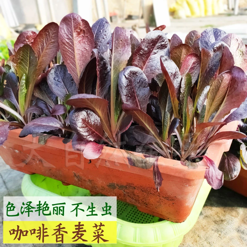 咖啡香麦菜种子红色油麦菜种籽四季青菜籽高产阳台盆栽蔬菜种子