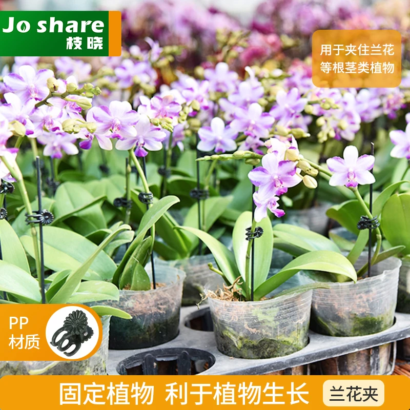【优选】植物兰花夹子20只30只40只花卉造型固定 铁线莲 包塑支柱
