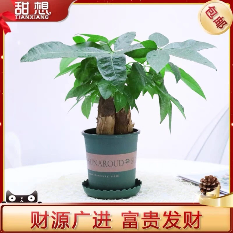 富贵发财树盆栽植物四季常青室内办公室招财小盆栽绿植艺术环保