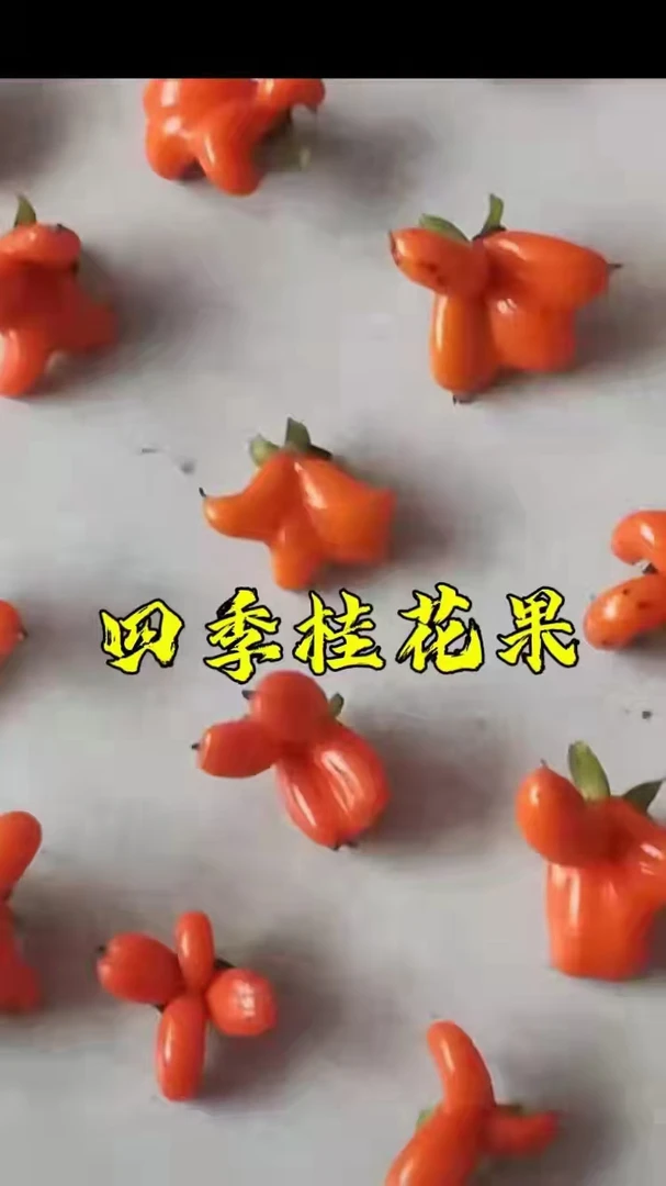 老鸦柿品种四季桂花果盆栽盆景庭院阳台