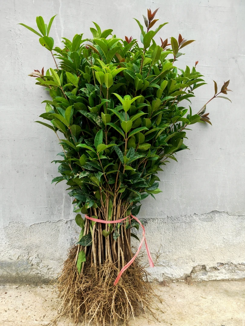 桂花小苗红花丹桂