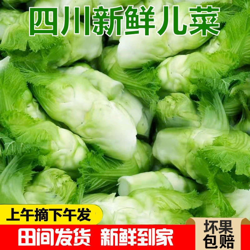 四川特产新鲜儿菜南充菜抱儿菜新鲜榨菜头蔬菜嫩娃娃菜母子菜头
