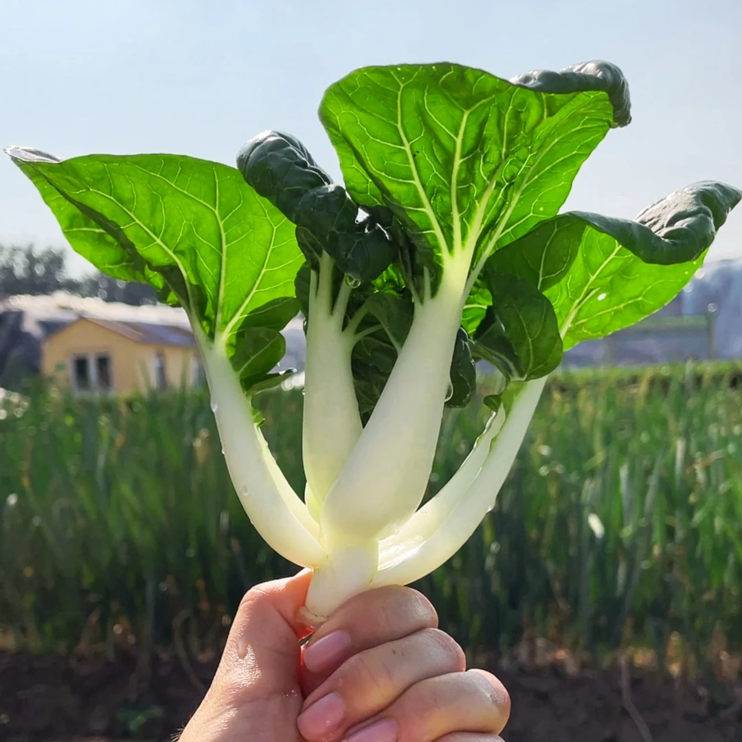新矮脚黄奶油白菜种子四季播种矮脚白菜种籽盆栽阳台种菜蔬菜种子