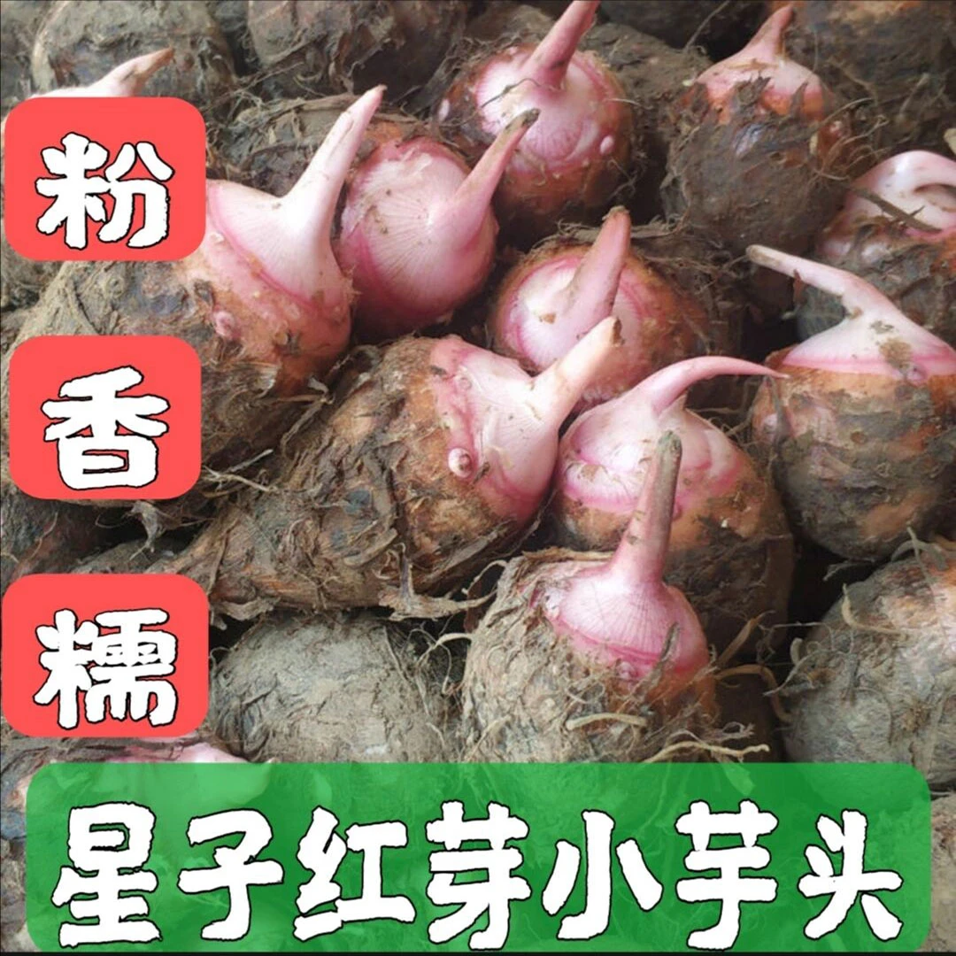 红芽小芋头农家小芋头粉香糯5斤10斤装广东省内包邮