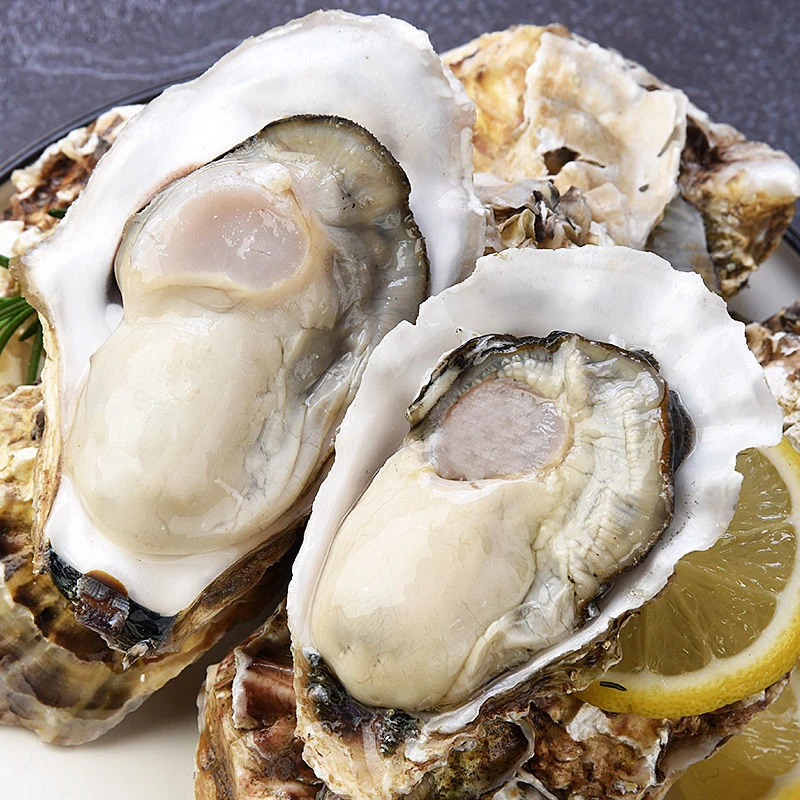 连云港 鲜活生蚝（5斤~10斤）多规格可选新鲜牡蛎烧烤鲜嫩