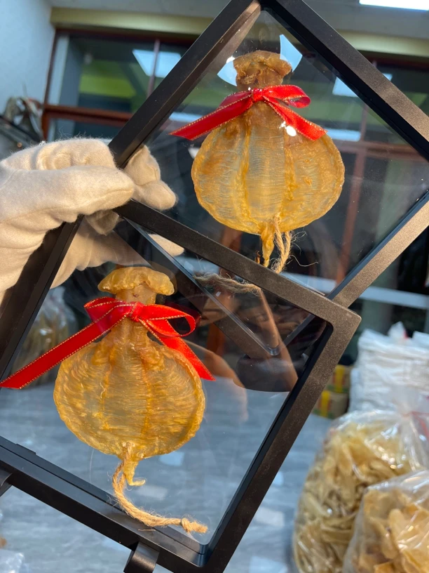 广东石肚公鱼胶1-500克