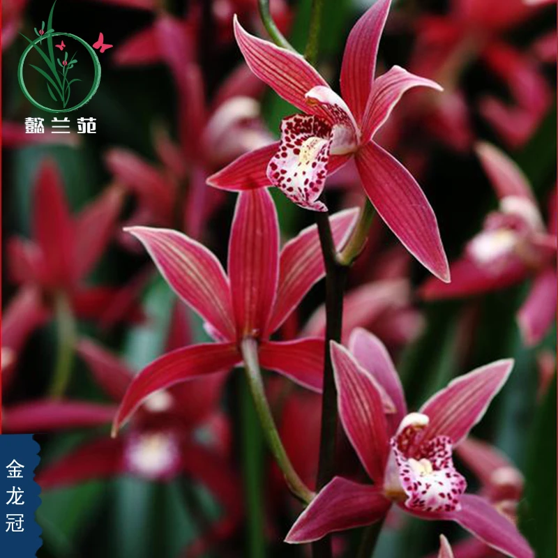 兰花苗金边中矮种蕙兰金龙冠花卉绿植物盆栽盆景室内阳台庭院好养