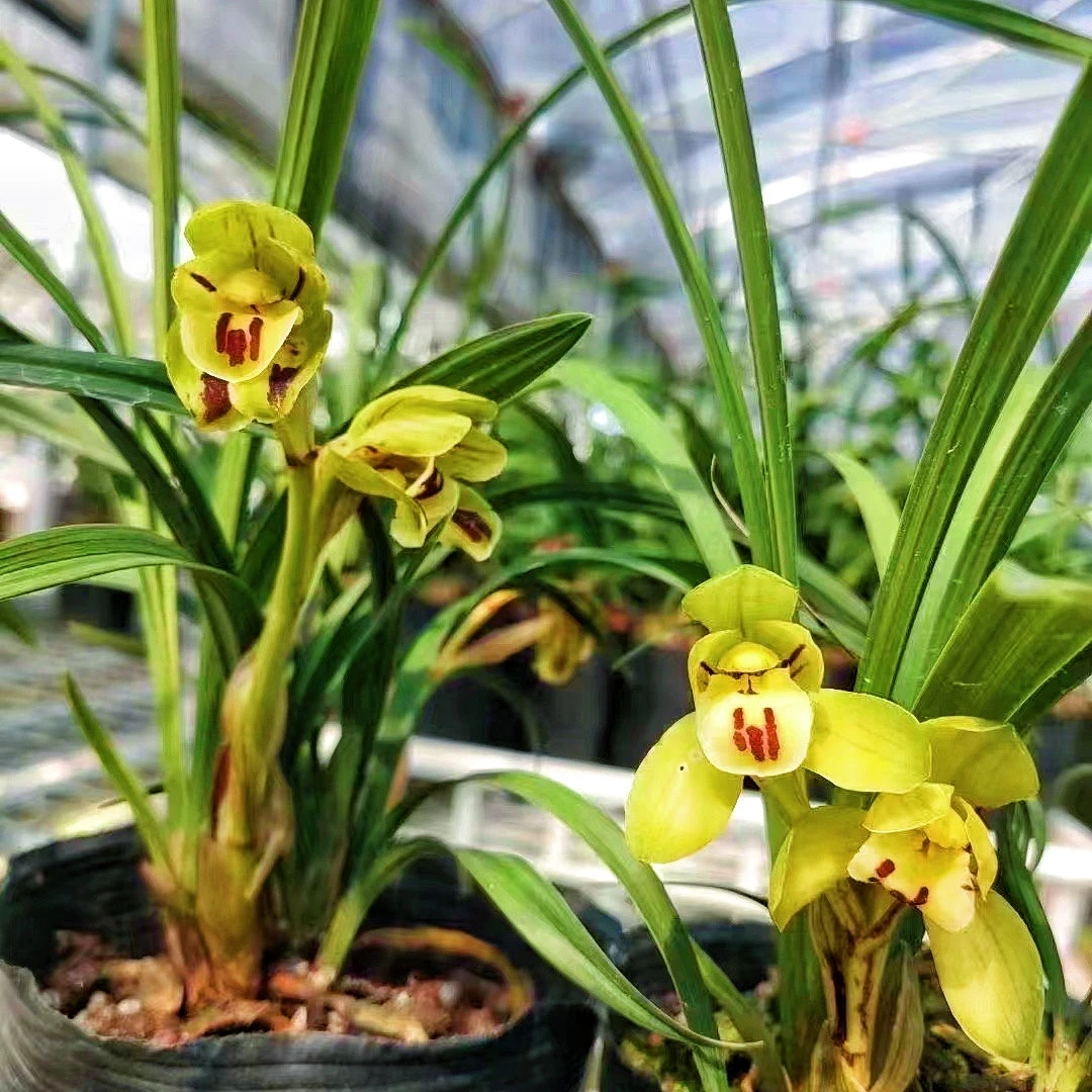 梓萱兰花 春兰荷蝶浓香带花苞盆栽花卉室内外绿植