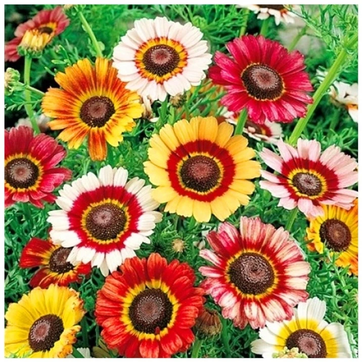 四季开花花环菊种子室内室外盆栽绿植花环菊种子