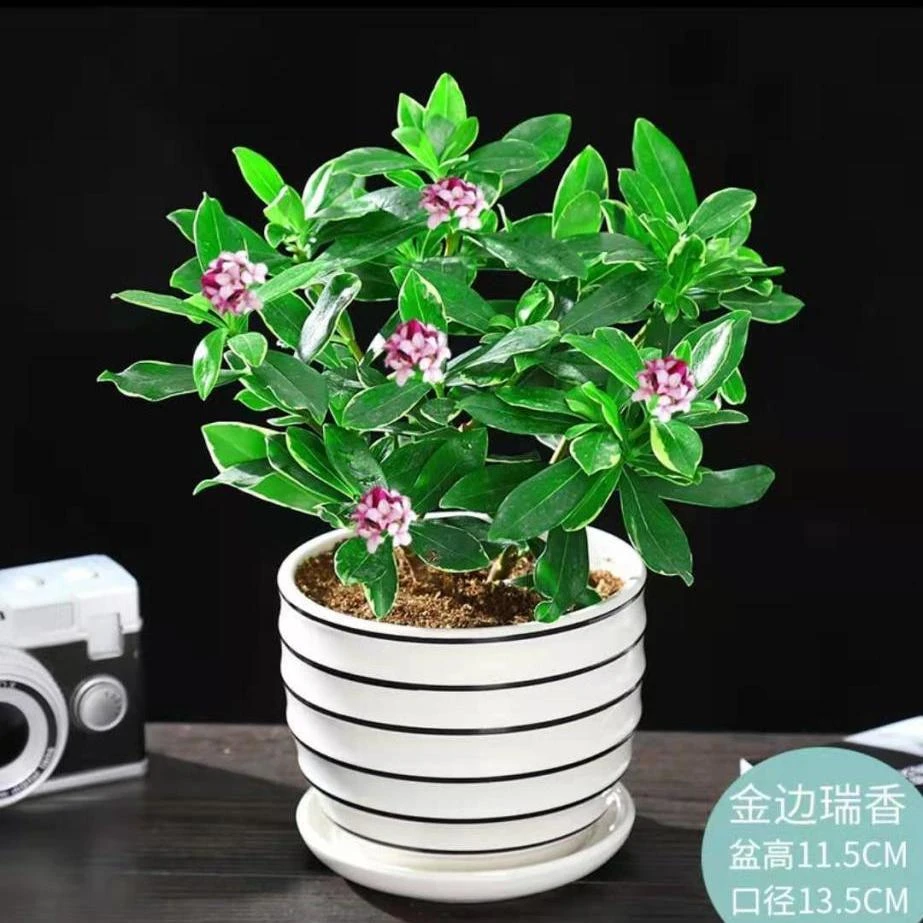 金边瑞香。浓香四溢