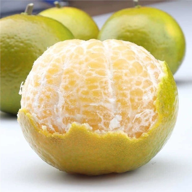 【皮薄多汁】现摘新鲜广西皇帝柑 贡柑当季水果柑桔