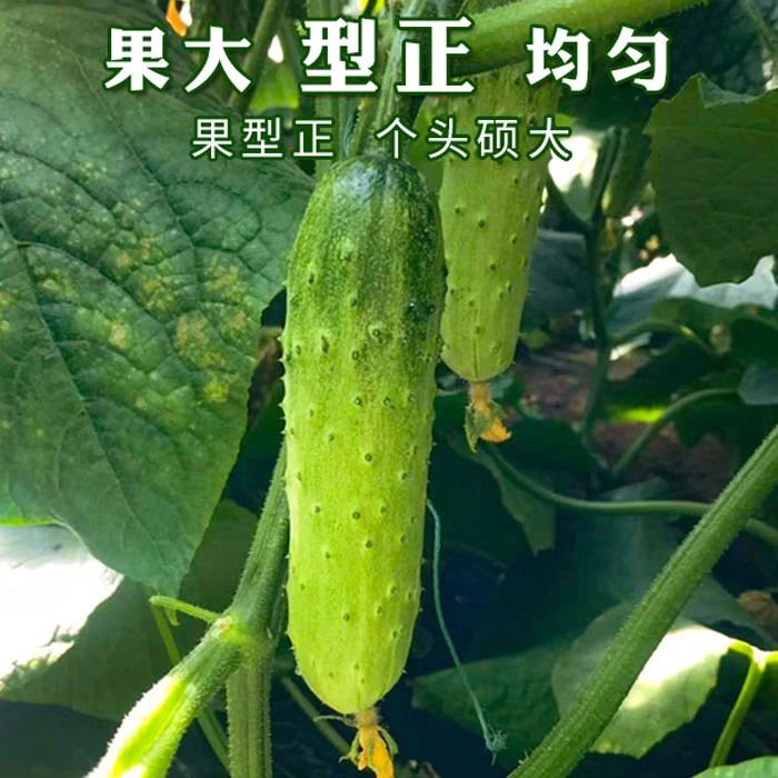 新鲜青黄瓜现摘现发5斤包邮