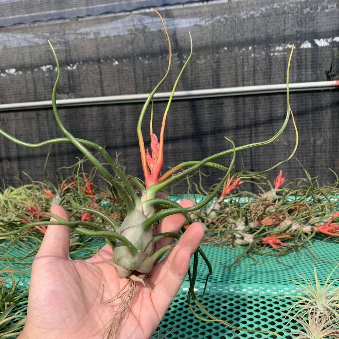 空气凤梨 花期小章鱼-无土懒人绿色植物好养的吸甲醛室内盆栽推荐