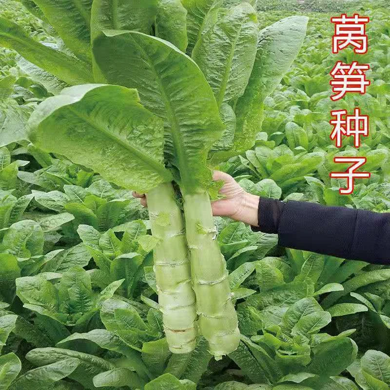 四季莴笋种子青皮红皮香莴笋种子高产耐热耐寒春秋冬播种蔬菜种籽