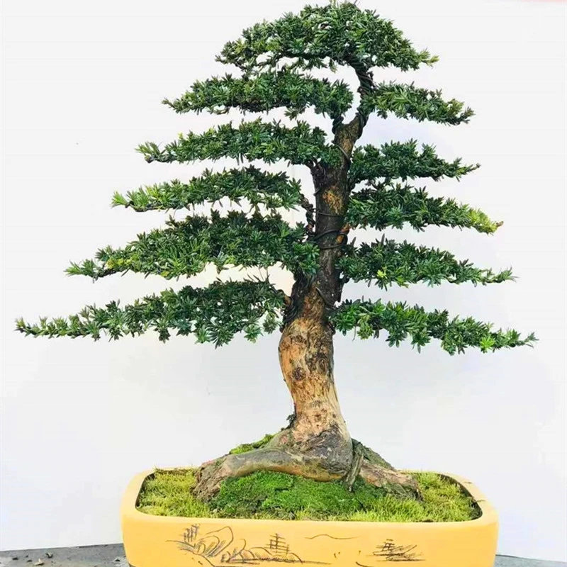 ⑨树韵阁展品级松柏盆景庭院室内造型造景