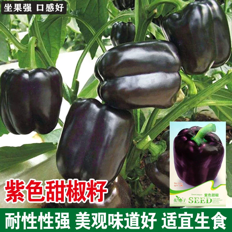 紫色甜椒种子多彩甜椒种籽灯笼椒观赏食用紫玉彩色辣椒种子