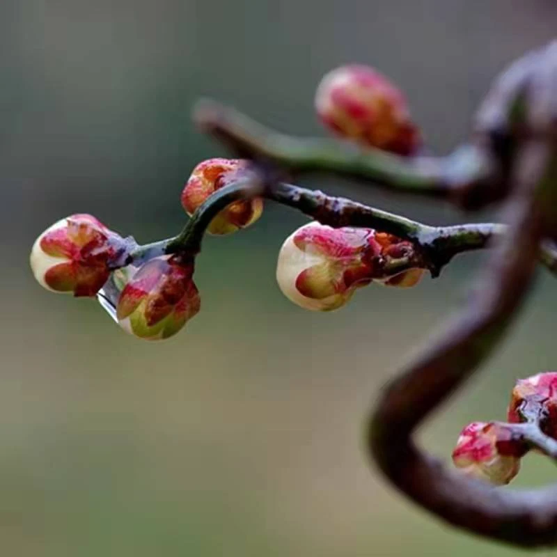 原生龙游梅盆栽阳台花卉庭院花卉耐寒植物