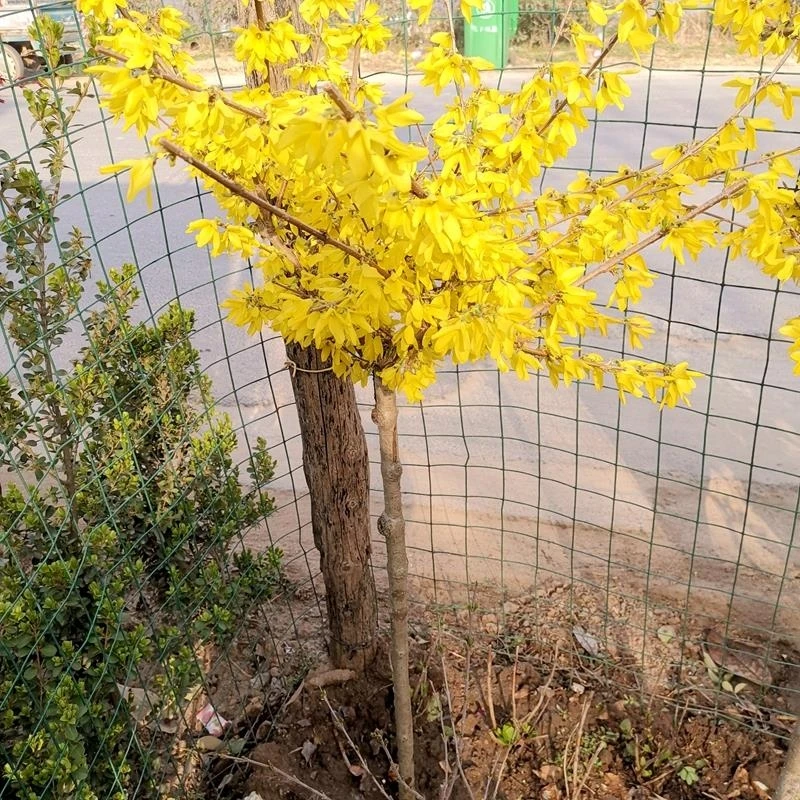 独杆连翘花树苗迎春花苗金钟花黄老虎苗室外耐寒绿色花卉植物盆栽