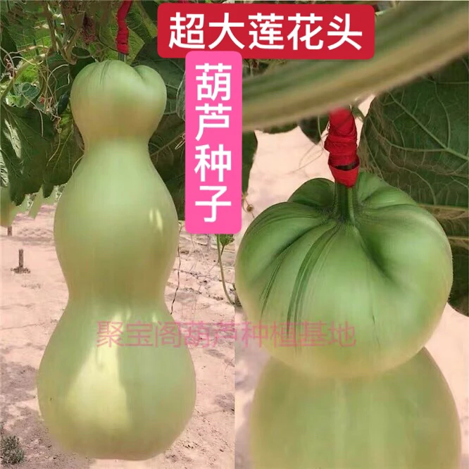 【57】超大莲花头葫芦种子籽 特超大巨型八宝盆栽文玩手捻小葫芦丝